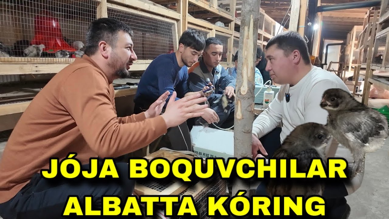 АНДИЖОН ҚОРА 2 ТОВУҚЛАРИ ЖЎЖАЛАРИГА НИМА ҚИЛИШЯПТИ ?! 