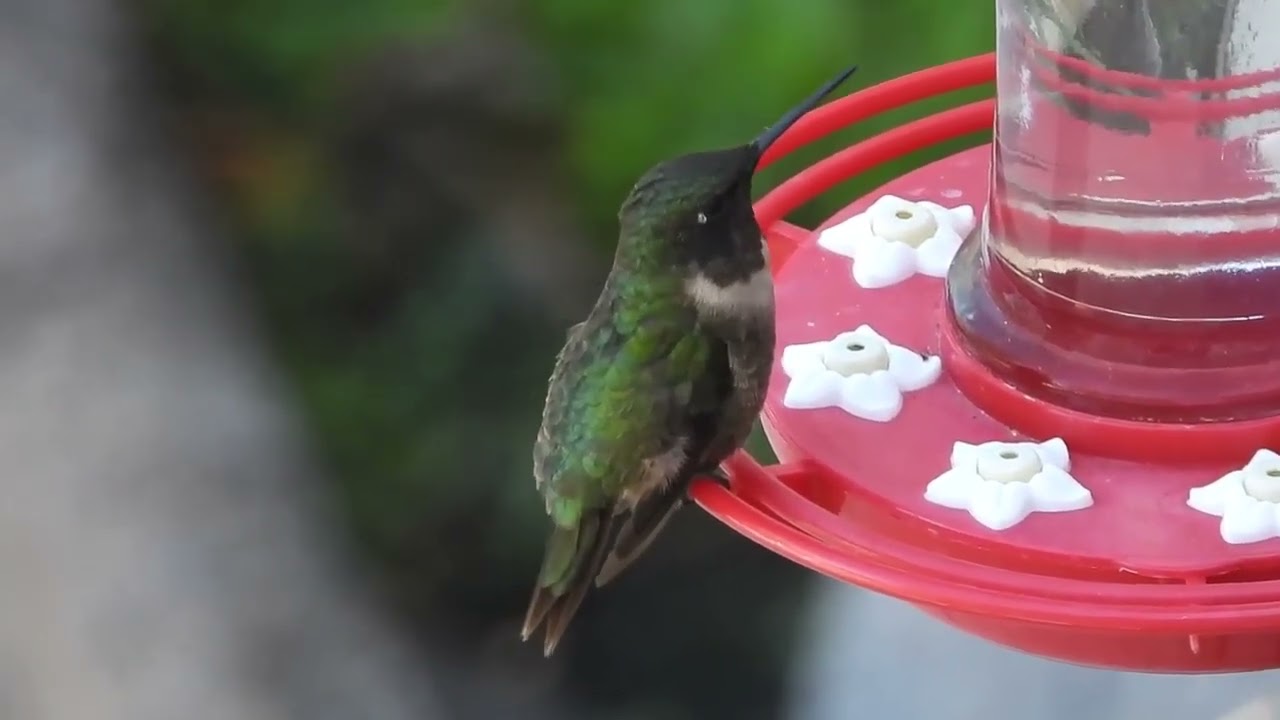 🌿🌸 2026 HUMMINGBIRD SPRING MIGRATION. Saw my first one here in SE Georgia yesterday! #hummingbird