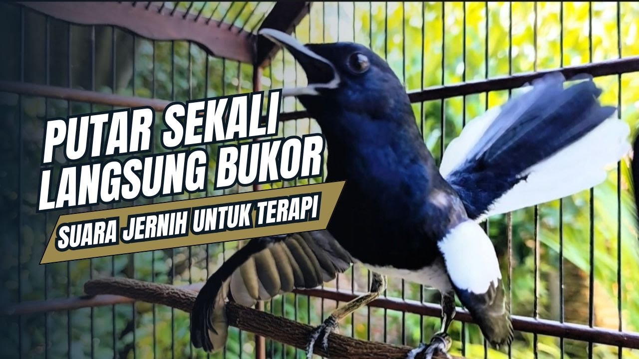 suara BURUNG kacer GACOR ngeplong KONSLET Tarung ini Paling Ampuh buat PANCINGAN KACER agar EMOSI