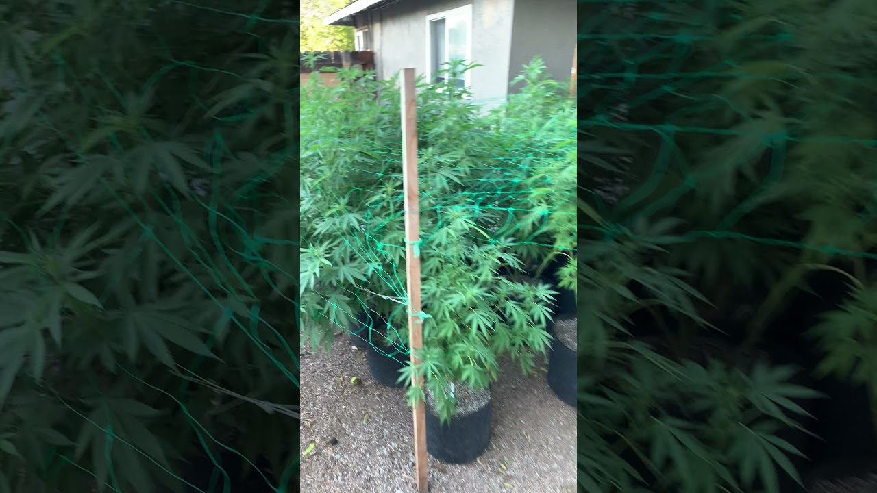 How to pollinate cannabis plants.