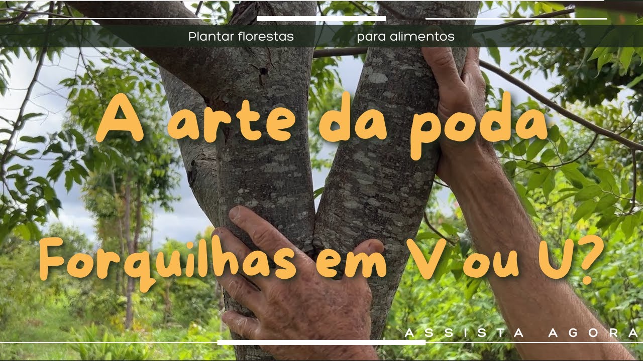 Forests4Farming. A arte da poda, forquilhas: em V ou U?