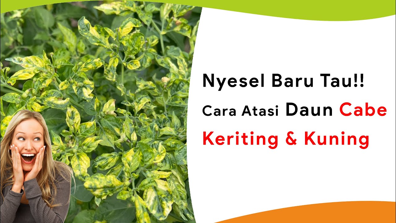 Atasi Daun Keriting dan Kuning, Aman Musim Hujan