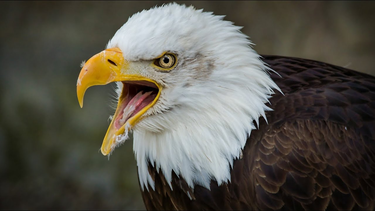 Do You Know How Many Years Do Eagles Live? Eagle Lifespan
