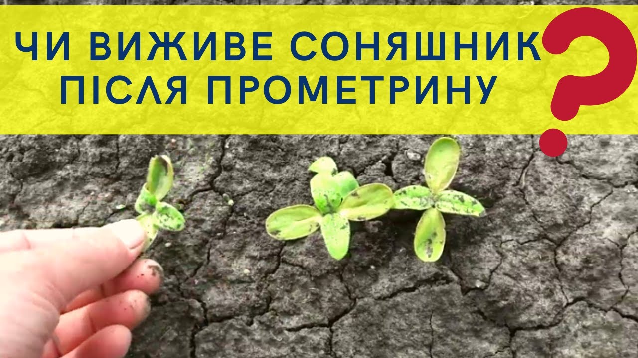 Результат обробки соняшника гербіцидом Прометрин.
