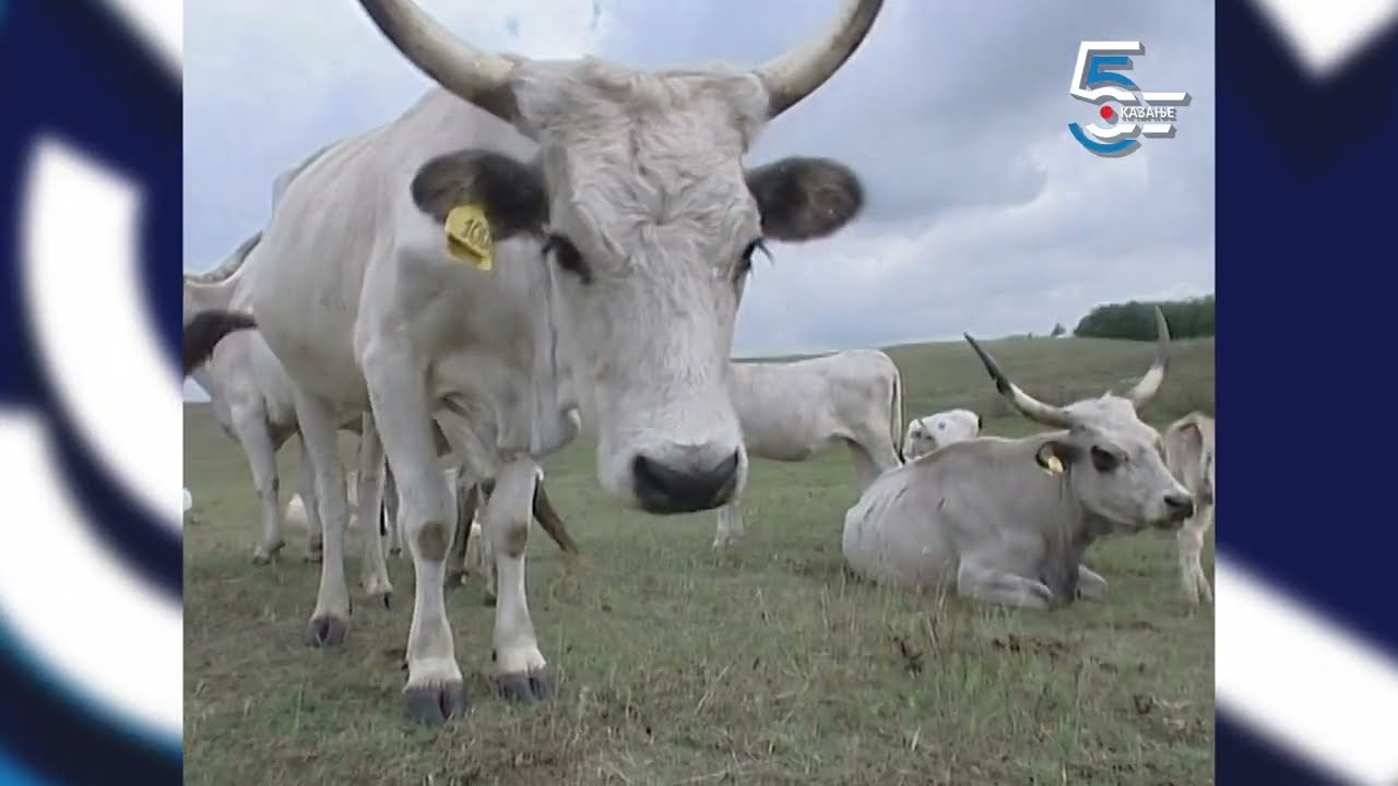 Rogovi kojima lome kičmu - podolska goveda
