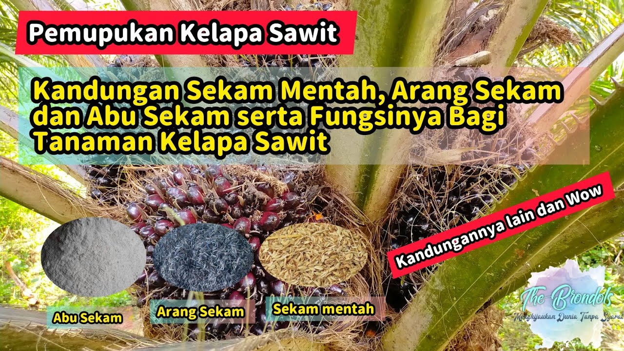 Kandungan Sekam Padi Mentah, Abu Sekam dan Arang Sekam Beserta Fungsinya Bagi Tanaman Kelapa Sawit