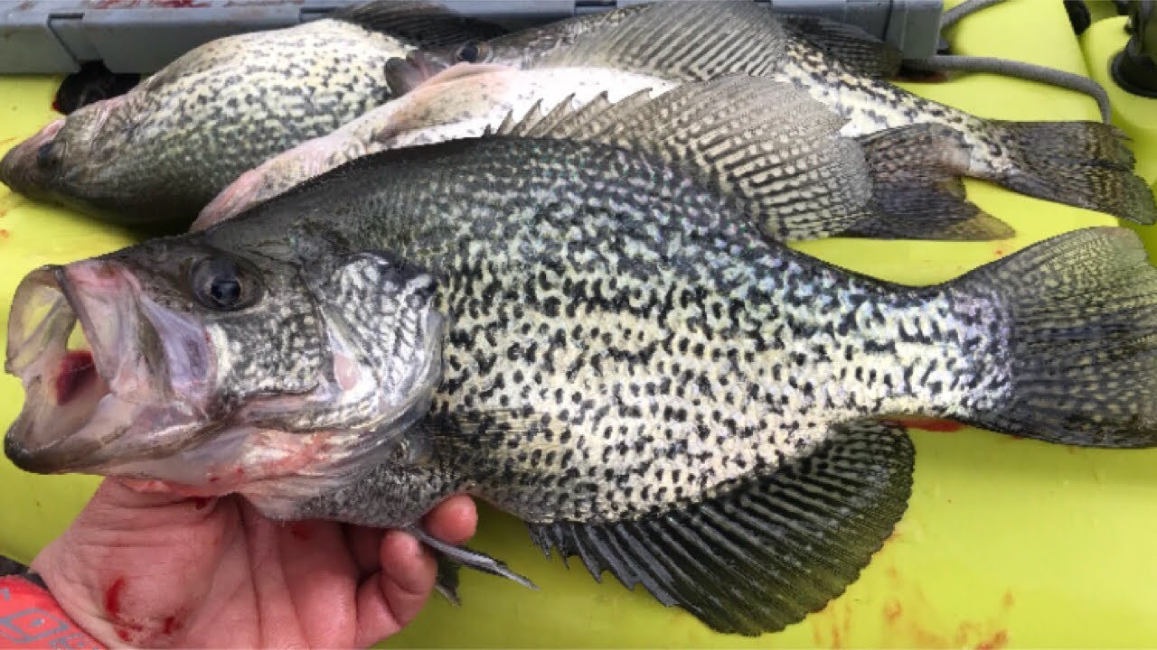 CATCH & COOK: Whole Grilled Fish!!! - SPRING CRAPPIE!