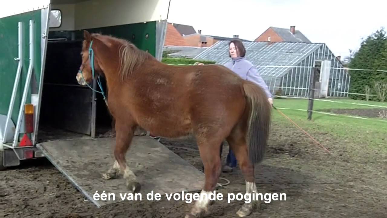 Arabische merrie bang van trailer - trailerladen