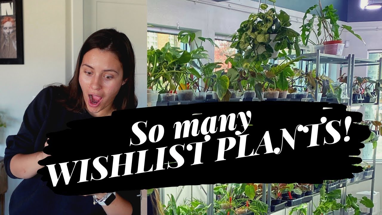 Exciting Houseplant Haul! Indoor Wishlist Plant Haul!