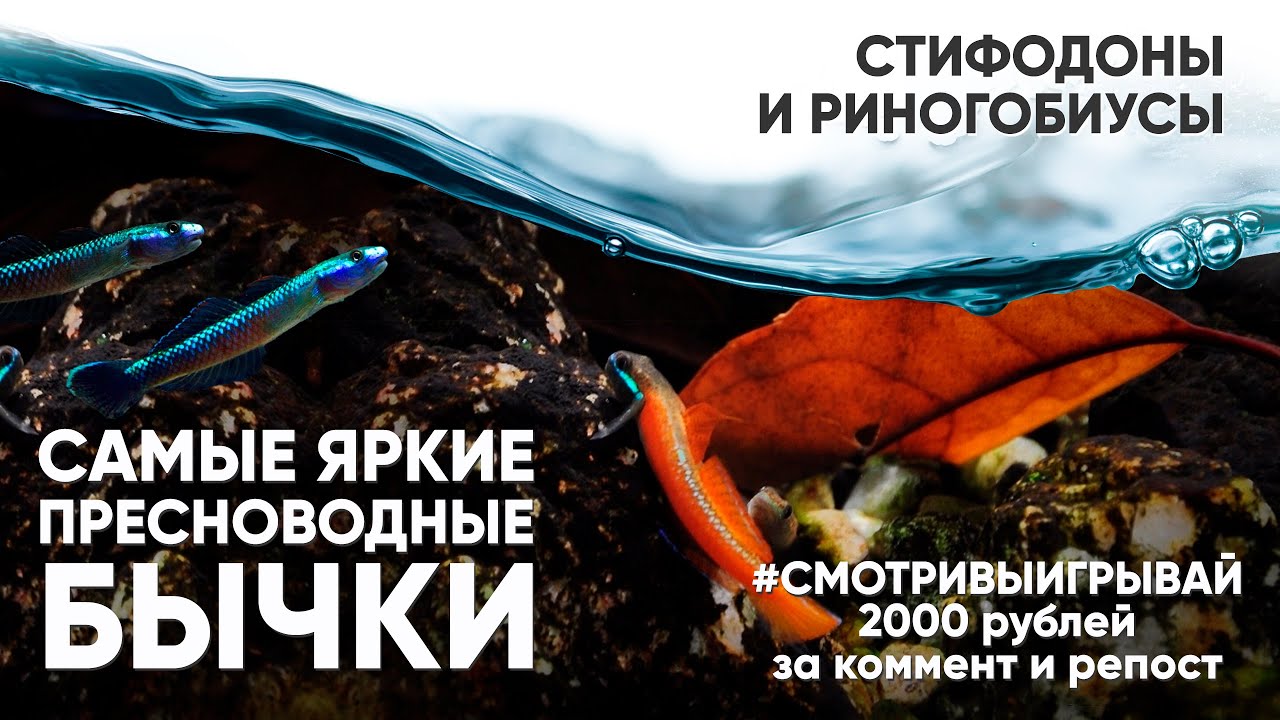 5 самых ярких бычков. Часть 1