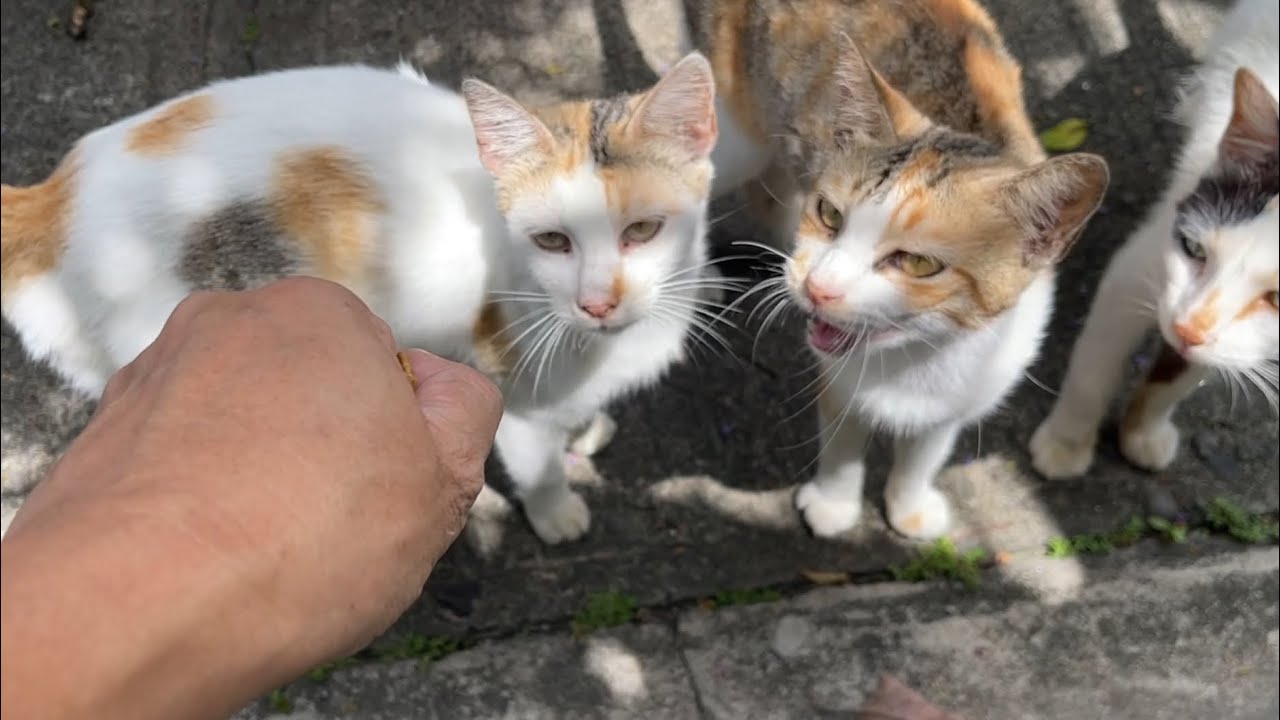 FEEDING ADOPTED FERAL CATS