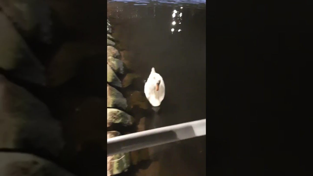 Swan hisses at me... #shorts