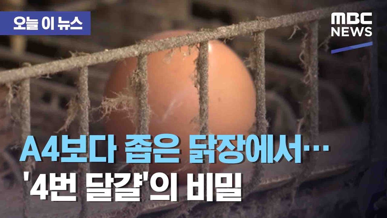 [오늘 이 뉴스] A4보다 좁은 닭장에서&hellip;'4번 달걀'의 비밀 (2020.12.02/뉴스데스크/MBC)