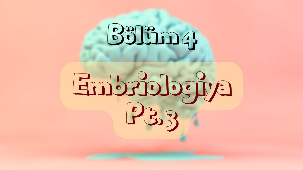 Neyroanatomiya - Embriologiya Pt.3