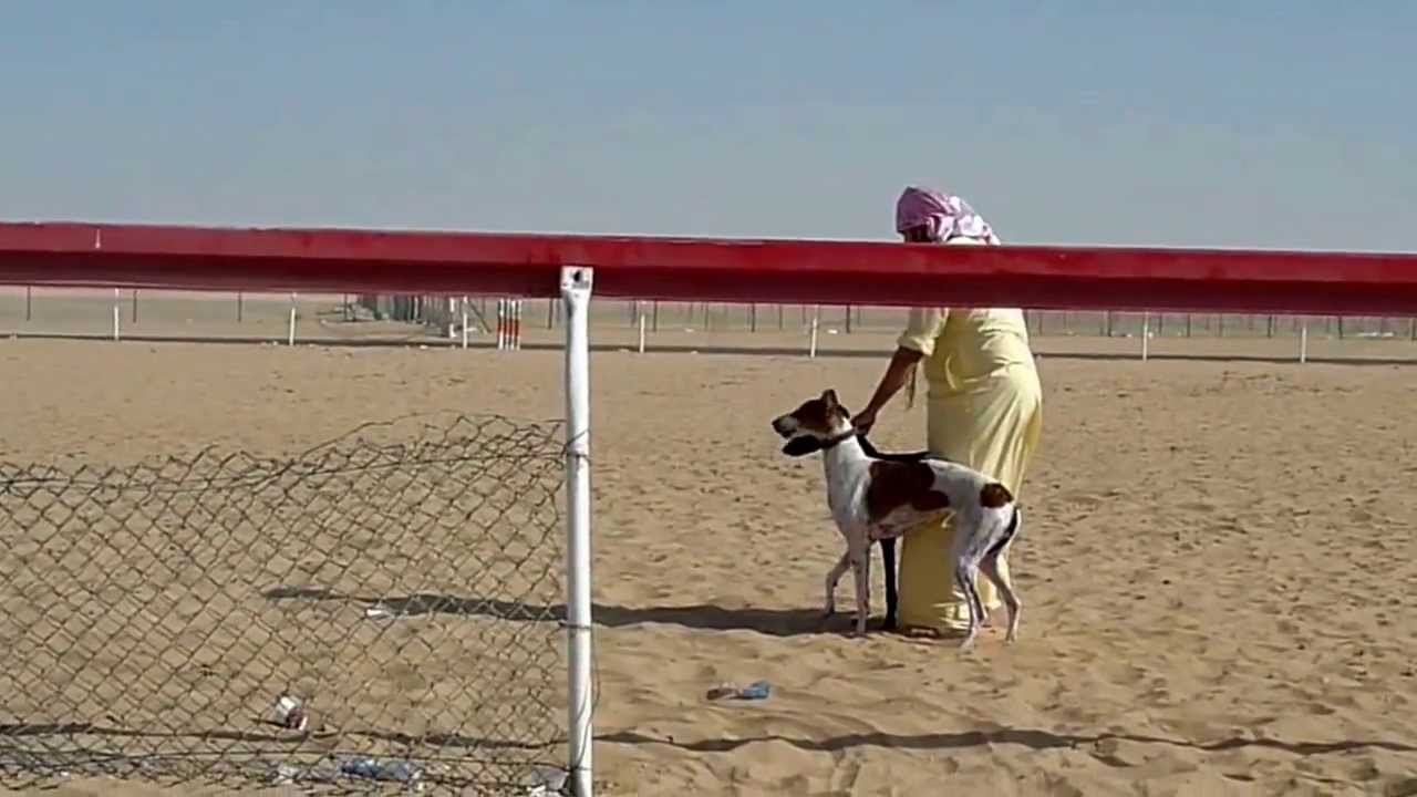 Training saluki - Rolex