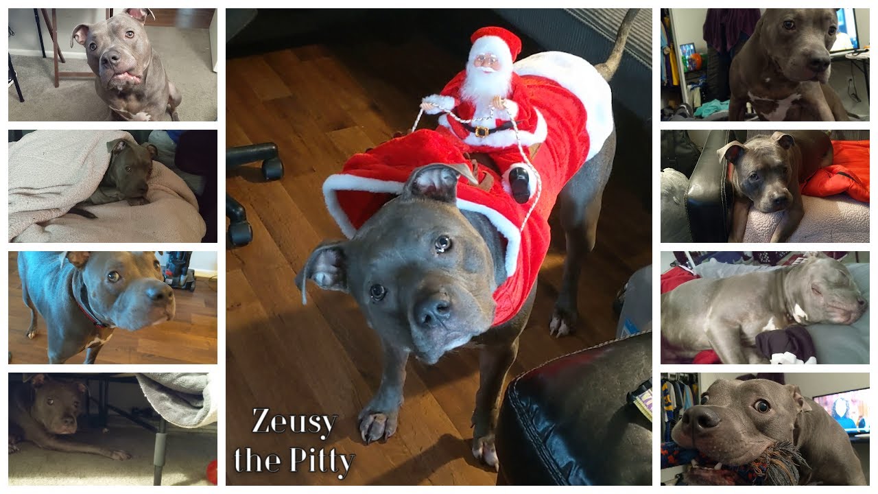 Funny Pitbull Dog Talks And Acts Crazy