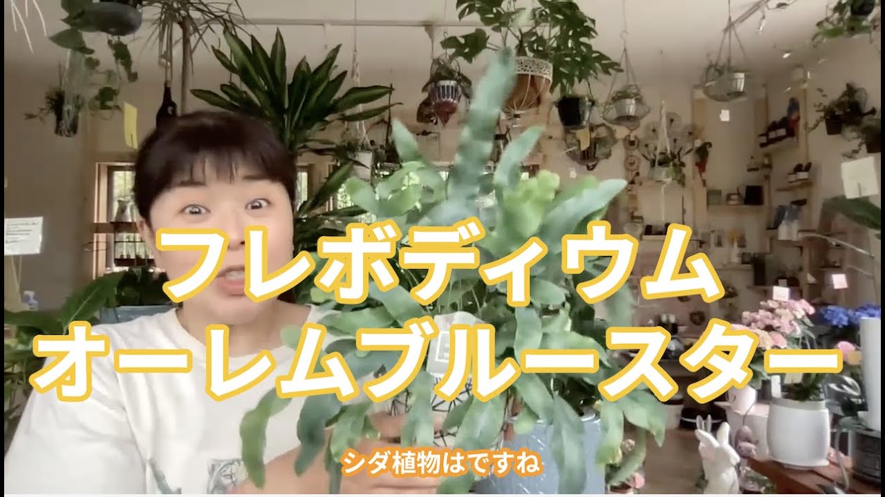 フレボディウムオーレムブルースター の魅力と育て方 [ 福岡 糸島 観葉植物 & 雑貨 店 ]