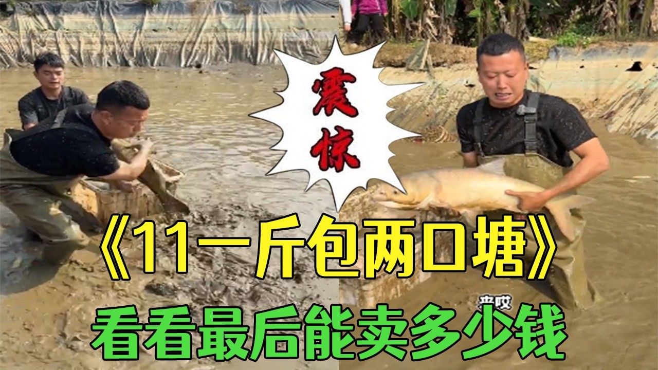 11 元壹斤包兩口魚塘，看看最後能賣多少錢？#小飛哥 #大熱門 #三農 #包塘 #護外