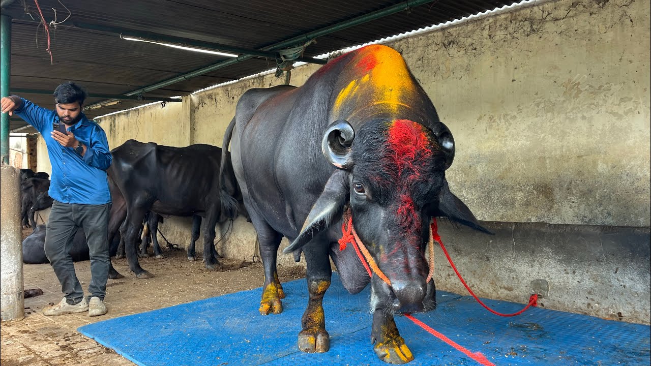Khairathabad Madhu Yadav New Bulls 2025 | Madhu Yadav new Bull 🐂 Get Ready for Sadar Festival 