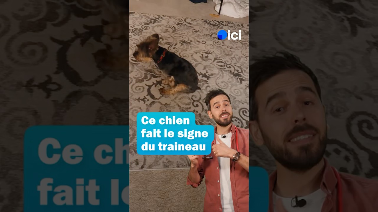 Comment vider les glandes anales de son chien