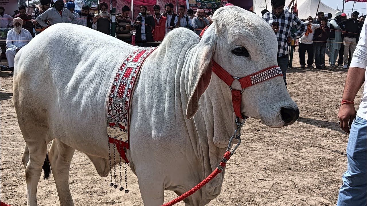 देसी बछड़ीयों का देखे कंपटीशन पशु मेला श्री गंगानगर