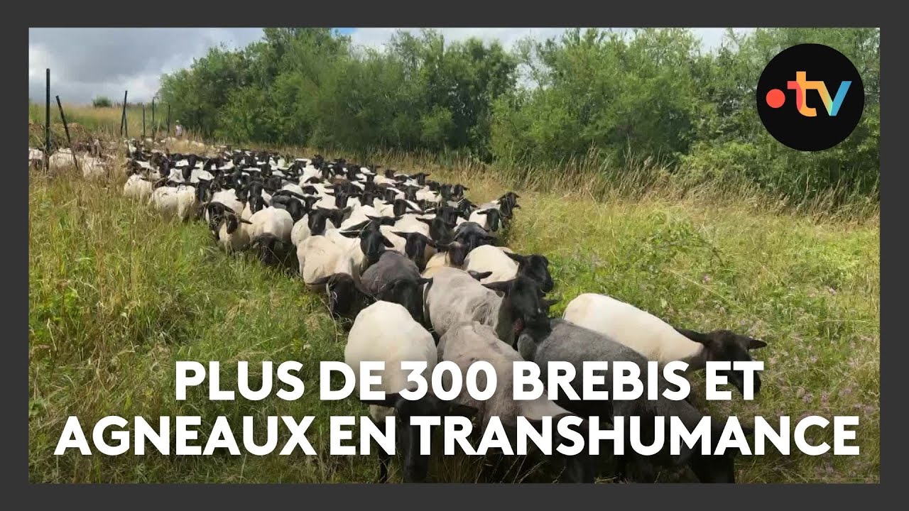 Animaux : la transhumance des moutons, un spectacle unique en son genre