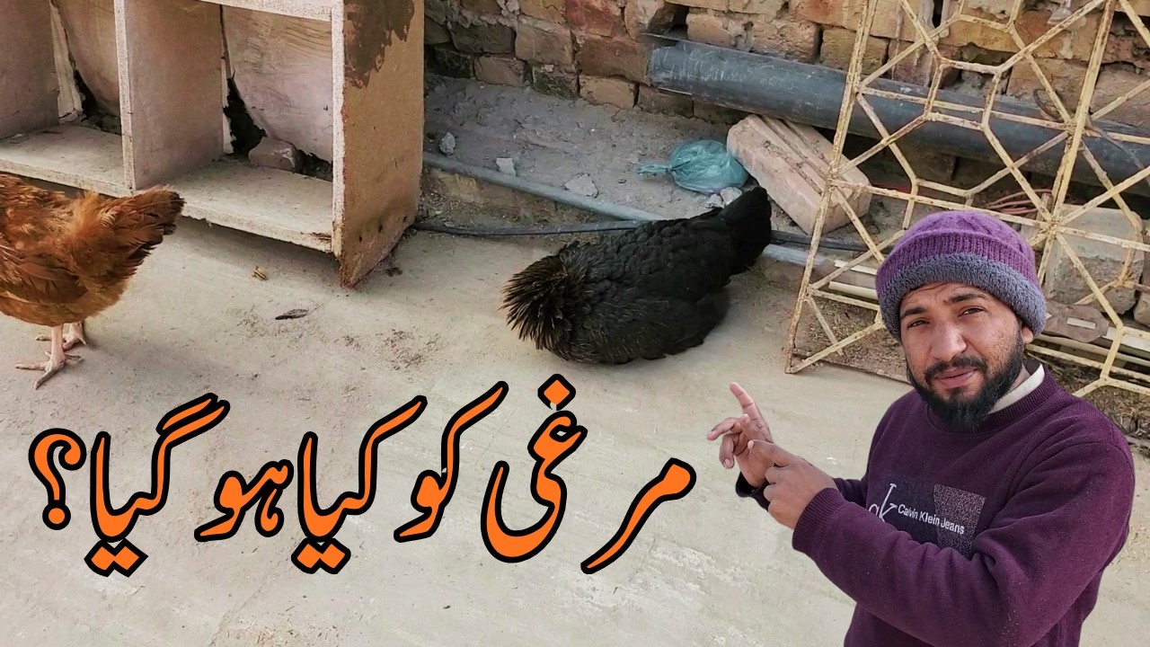مرغی کو کیا ہو گیا؟