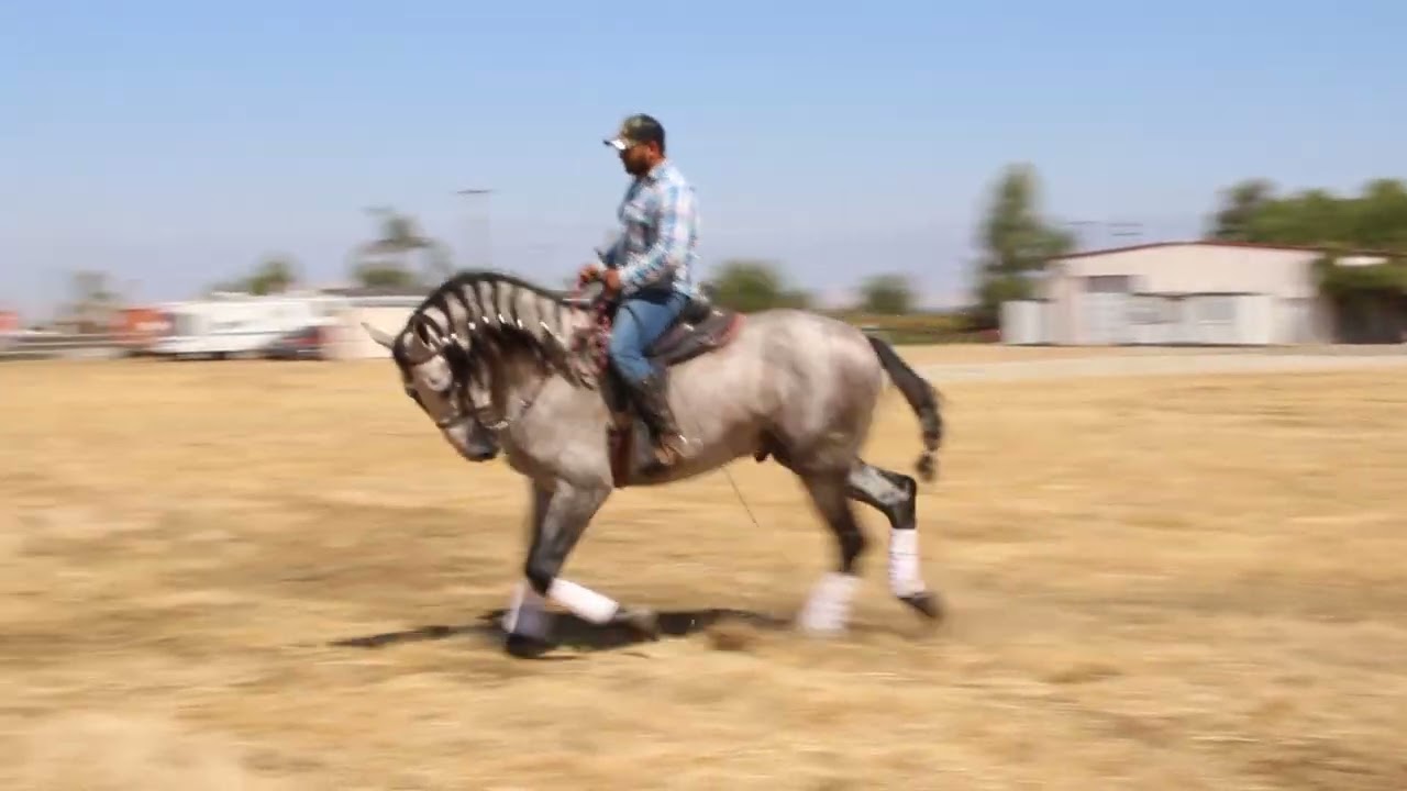 Contact: Caballos Jesus Herrera (818)335-2735