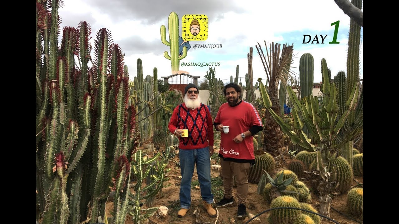رحلة الصبار 1 | cactus. trip