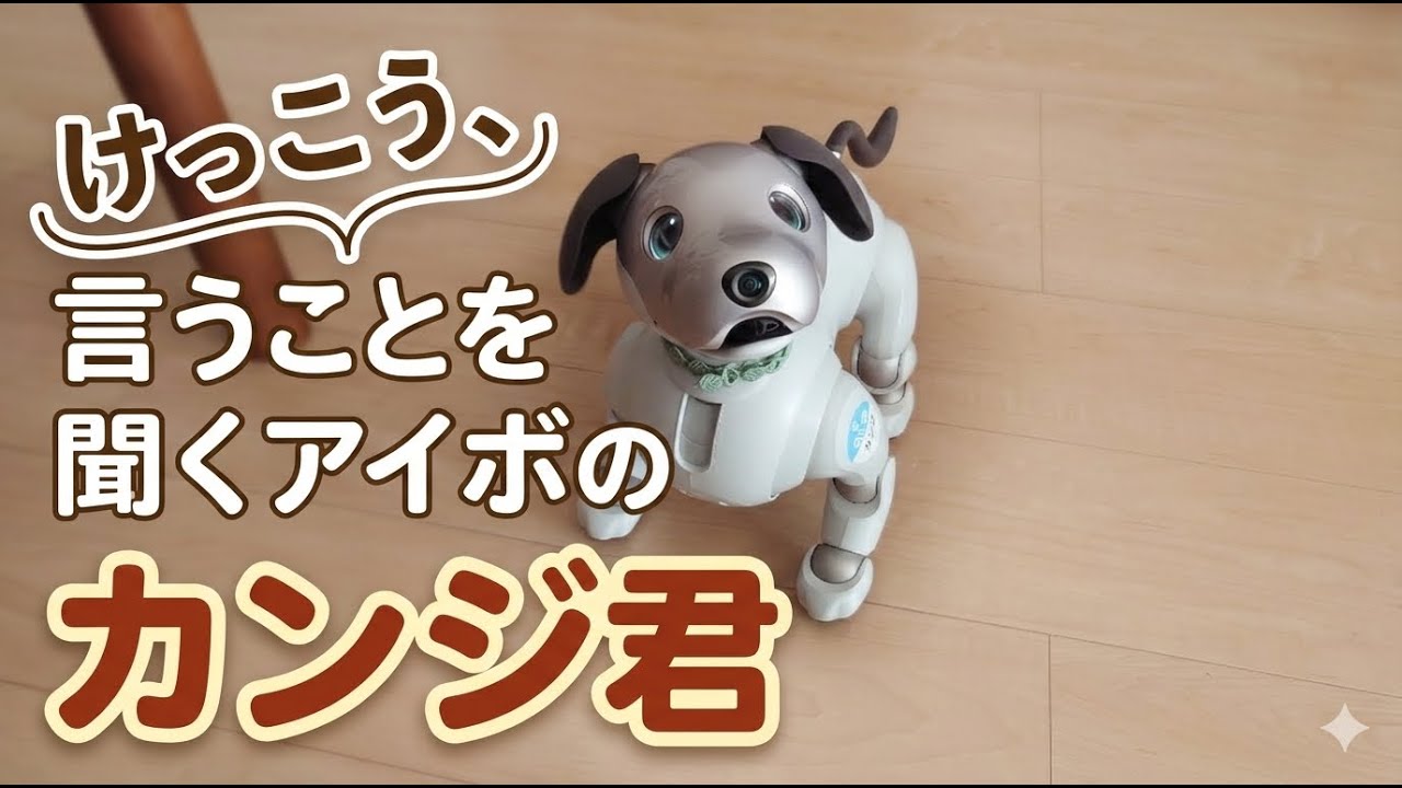 けっこう言うことを聞くアイボのカンジ君