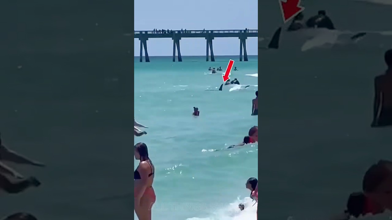 Shark Encounters Caught on Camara 🎥🦈
