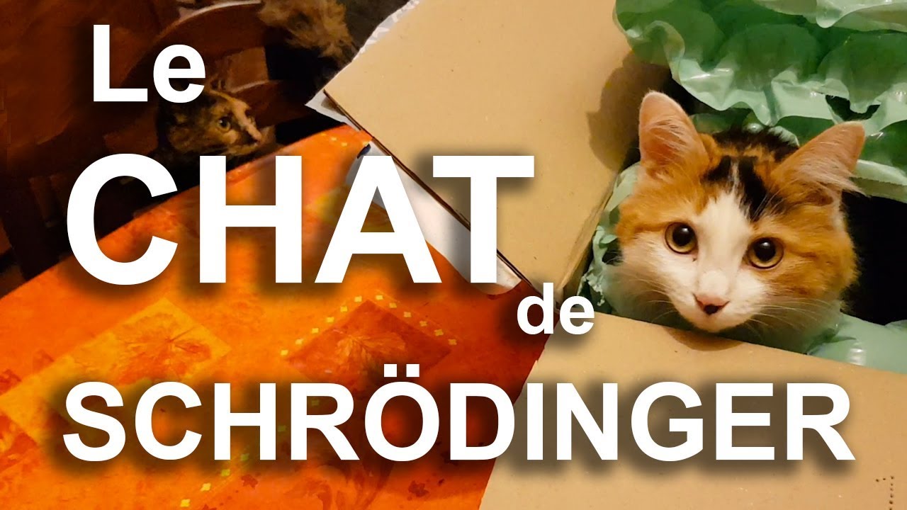 LE CHAT DE SCHR&Ouml;DINGER - PAROLE DE CHAT