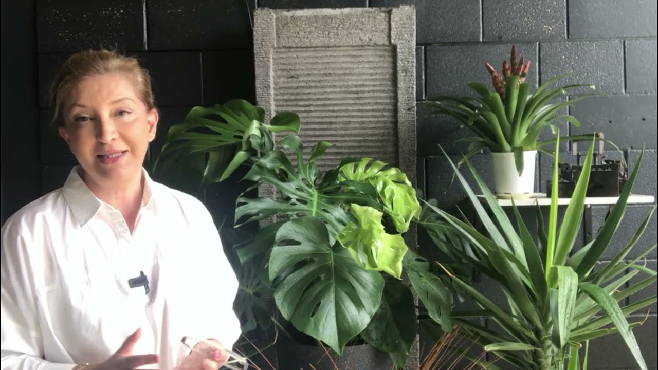DEVE TABANINIZIN BÜYÜMESİ DURDUYSA YAPRAKLARI BOZULUYORSA Monstera Deliciosa pflanzen pflegen