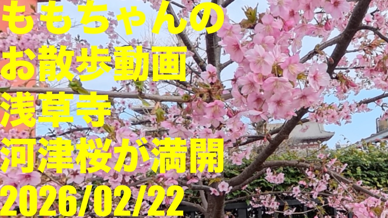 黒ラブラドールレトリーバーの竜泉のももちゃんお散歩動画 　Black Labrador Retriever Momo-chan walking video
