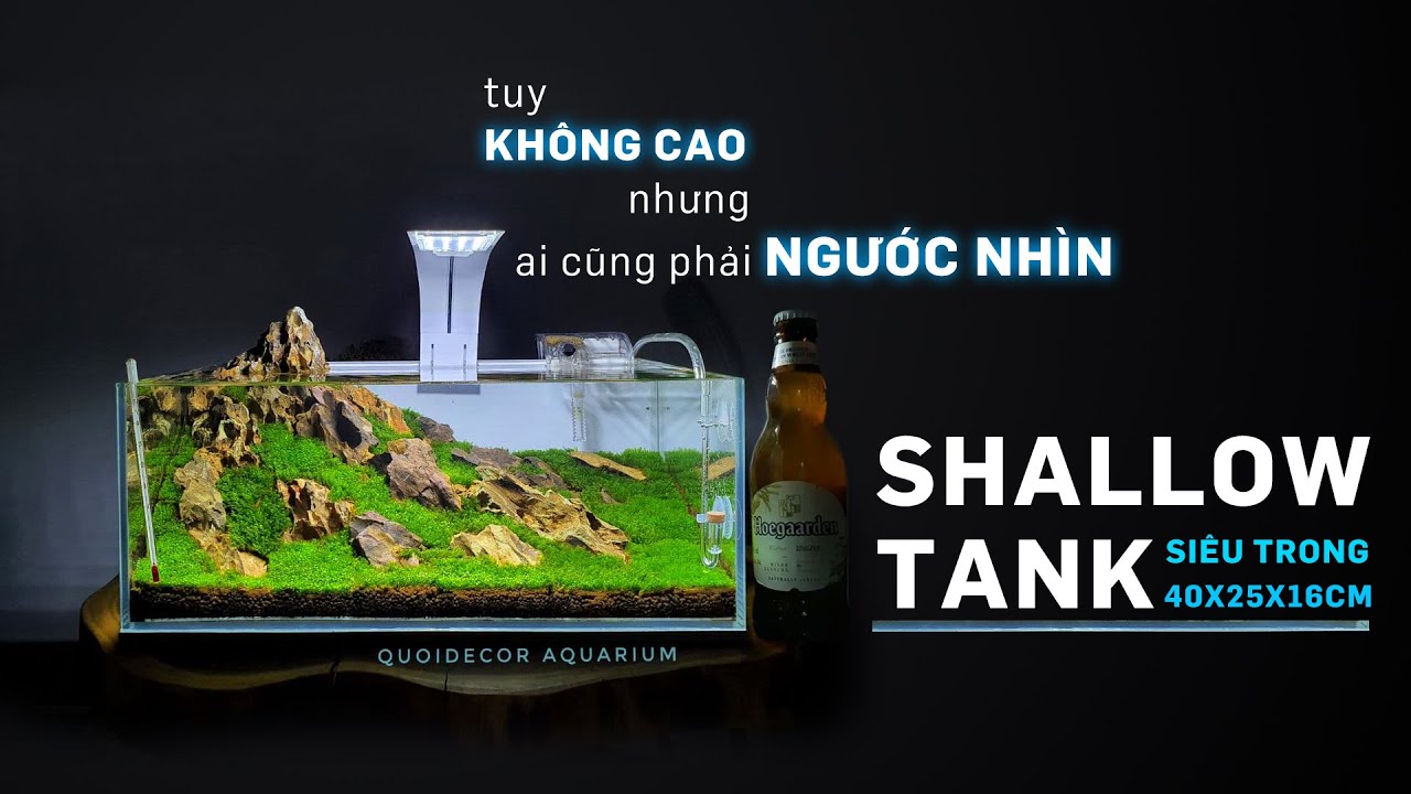 Cùng Setup hồ thủy sinh siêu lùn, siêu trong, siêu đẹp Shallow tank - Quoidecor