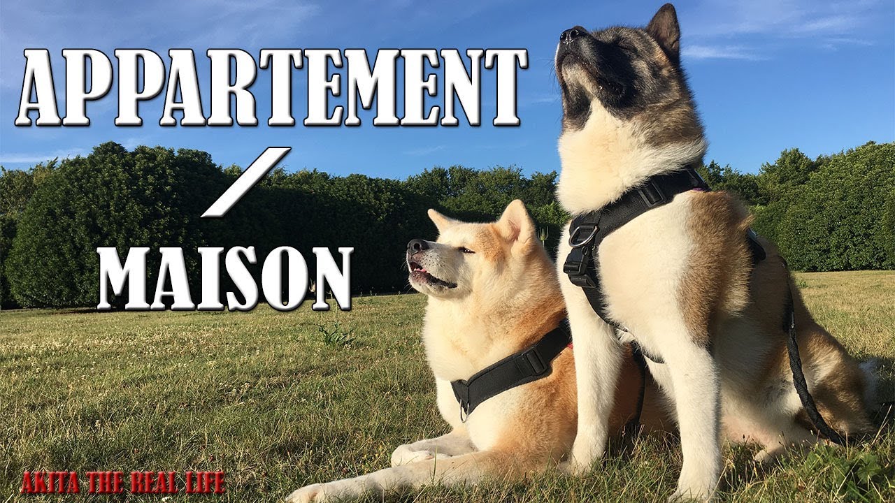 AKITA EN APPARTEMENT ?