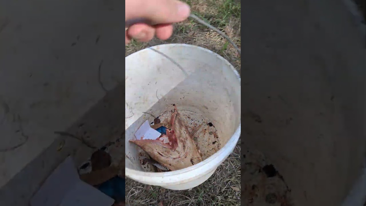 I finally caught my first shark (Reupload because of audio issue))