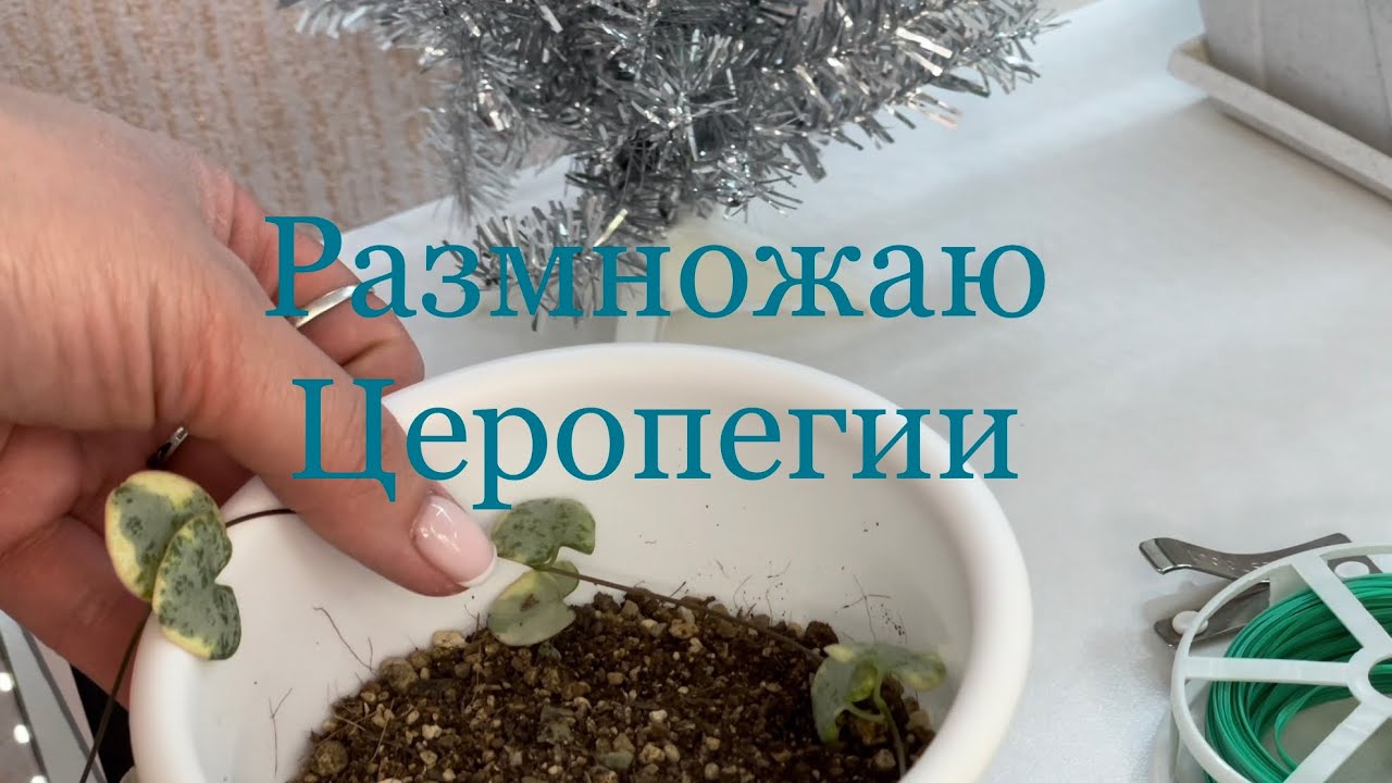 13.01.2023 Размножаю Церопегии