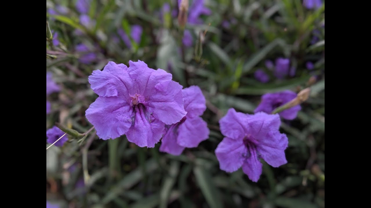Invasive Plants Mexican Petunia