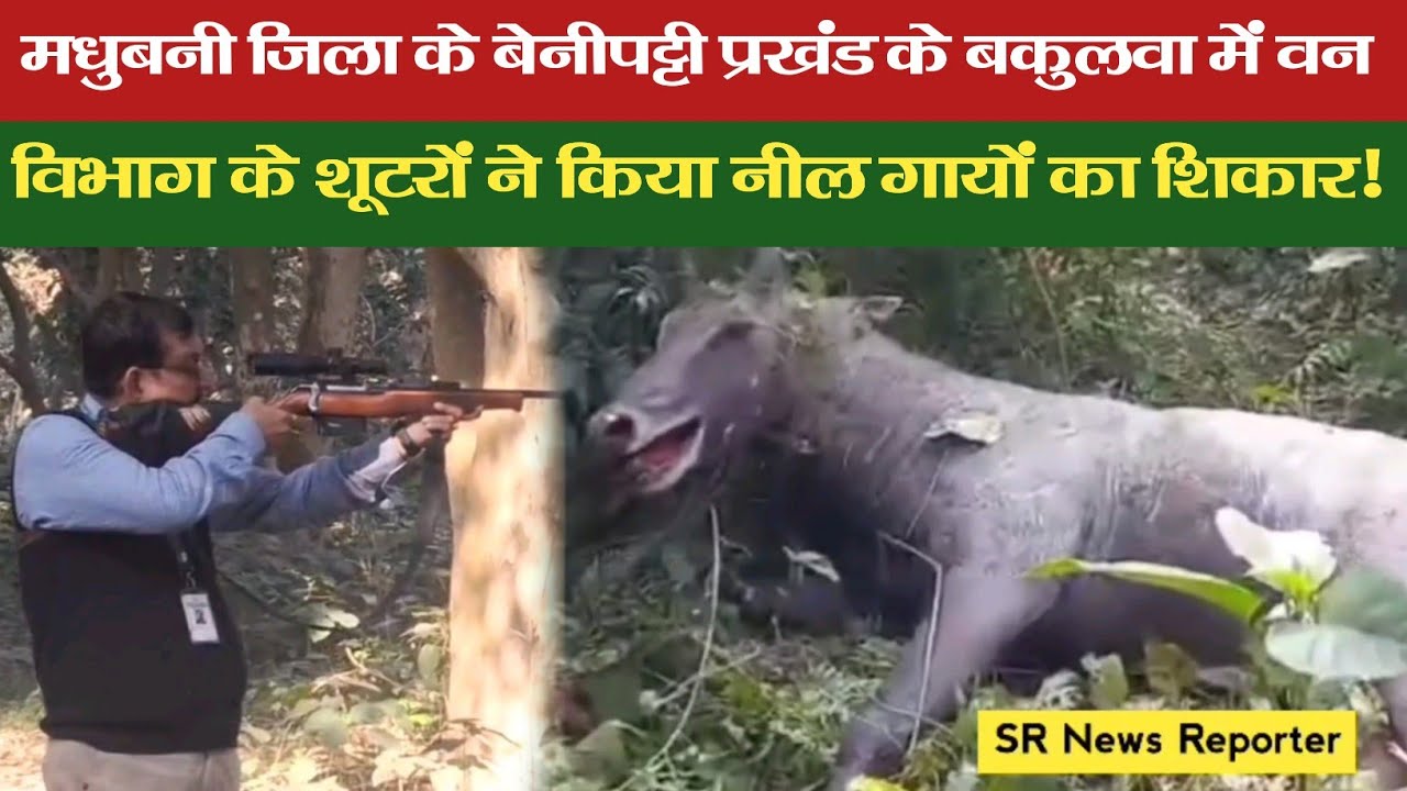 मधुबनी जिला के बेनीपट्टी प्रखंड के बकुलवा में वन विभाग के शूटरों ने किया नीलगायों का शिकार!