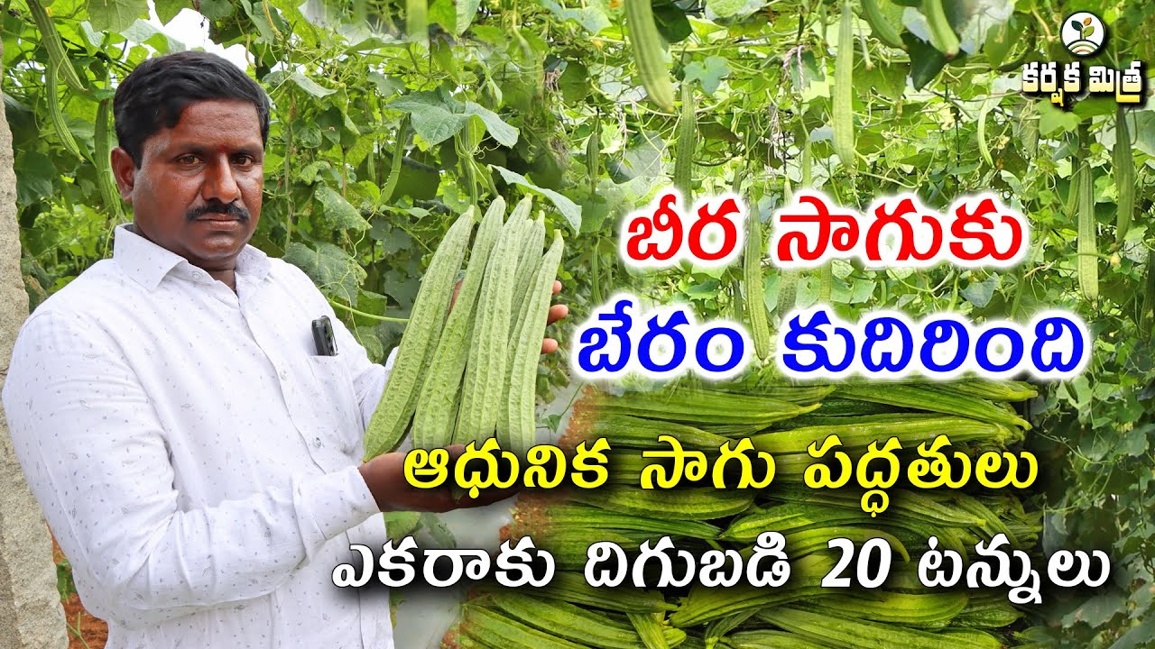పందిరి బీర సాగులో డబ్బుల వర్షం || Huge Profits in Ridge Gourd Farming || Karshaka Mitra