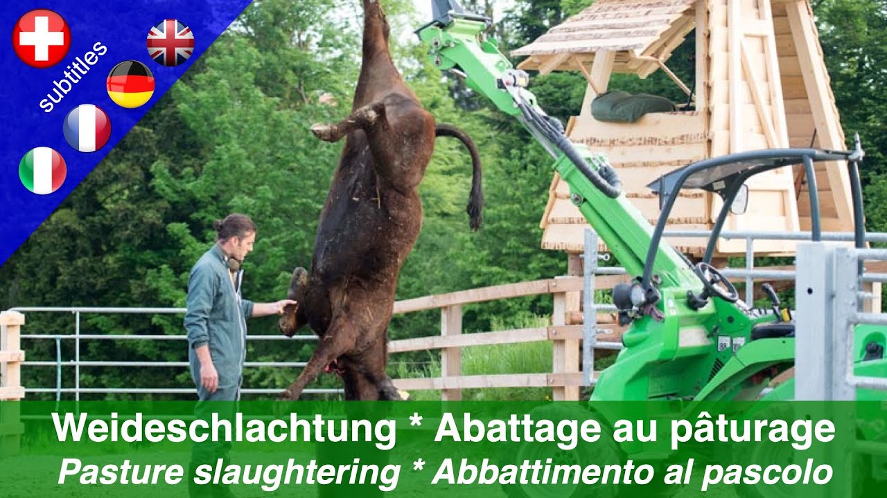 Weideschlachtung - Eine Schlachtmethode f&uuml;r mehr Schutz und weniger Stress f&uuml;r die Tiere (Mai 2015)