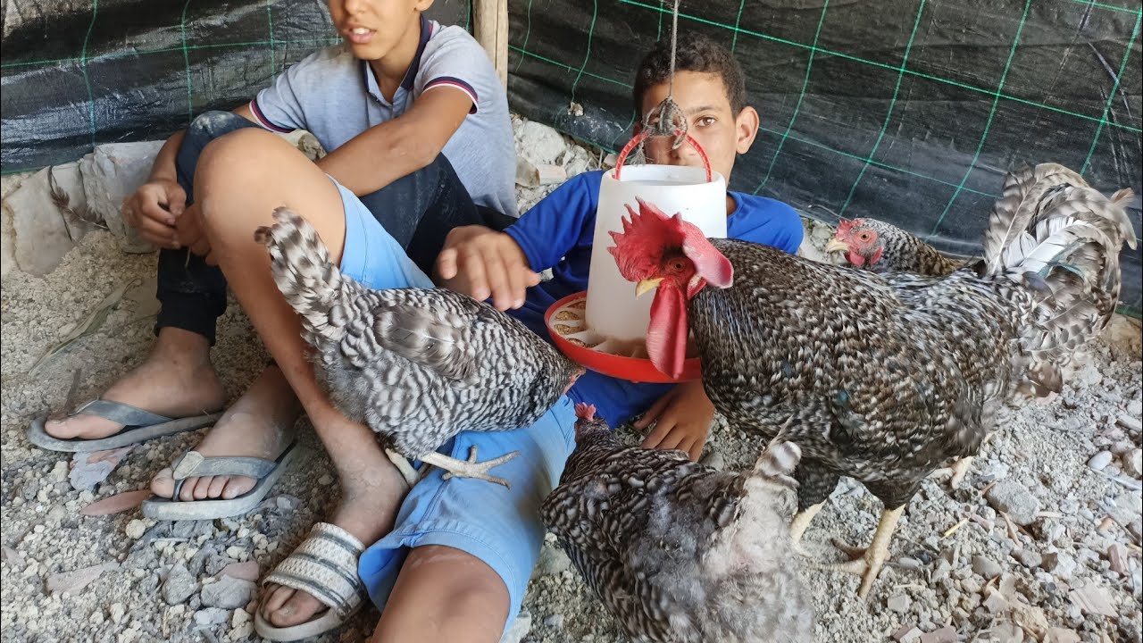 واخيرا استقبلنا دجاج البلايموت روك و السوسيكس في العشة الجديدة