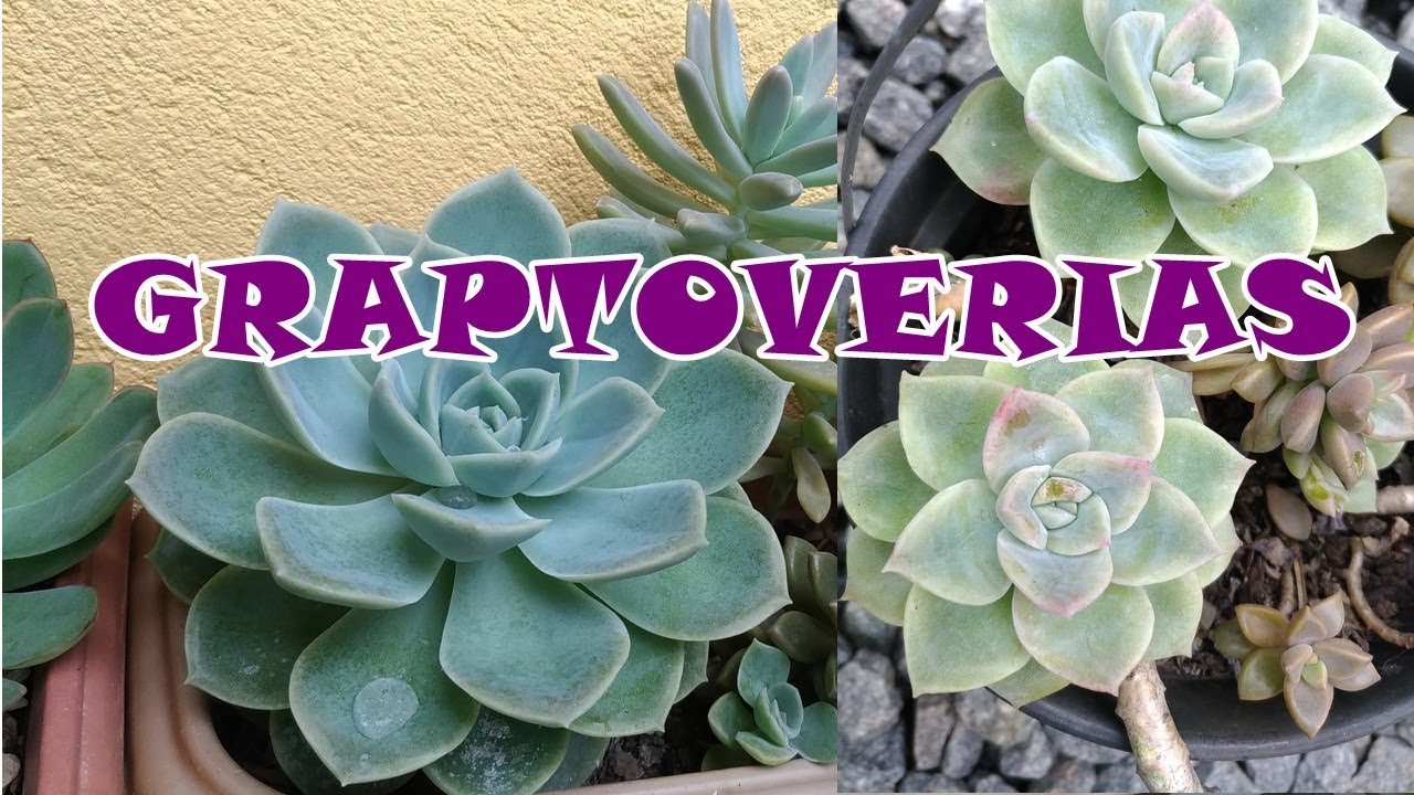 Diferenças entre #graptoveria TITUBANS e provável #Fantome / Simone Felic.