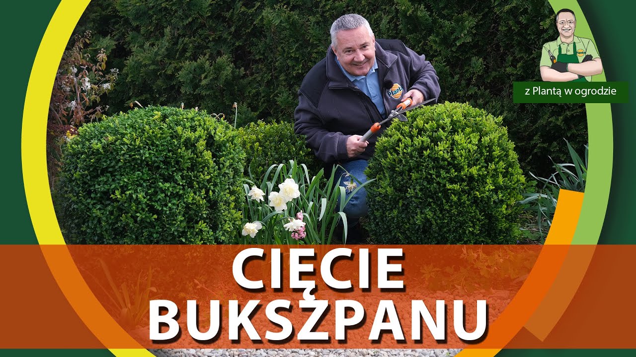 Jak przycinać bukszpan - Z PLANTĄ W OGRODZIE