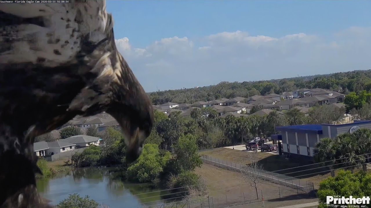 SWFL EAGLE CAM 2026.3.11 😅It seems E26 is still finding it a bit difficult to fly back to the nest.