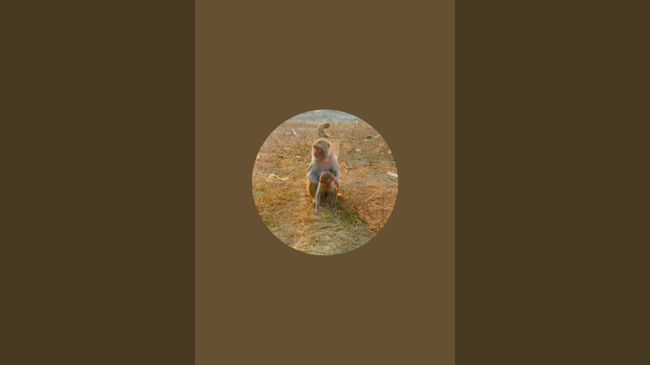 @monkeyvideo12 is live!44# 💫