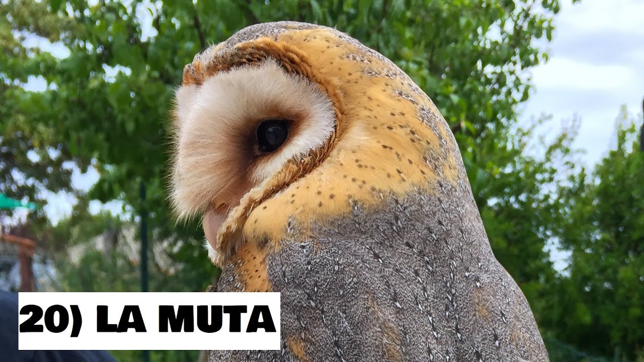 COME ADDESTRARE I RAPACI | 20) La muta