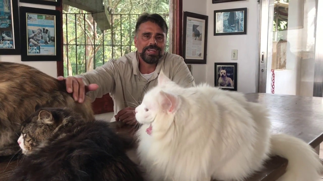 Gatos Gigantes Mainecoon Ragdoll Temperamento Filhote Criador Ecol&oacute;gico Gatil Gato Fam&iacute;lia Petclube