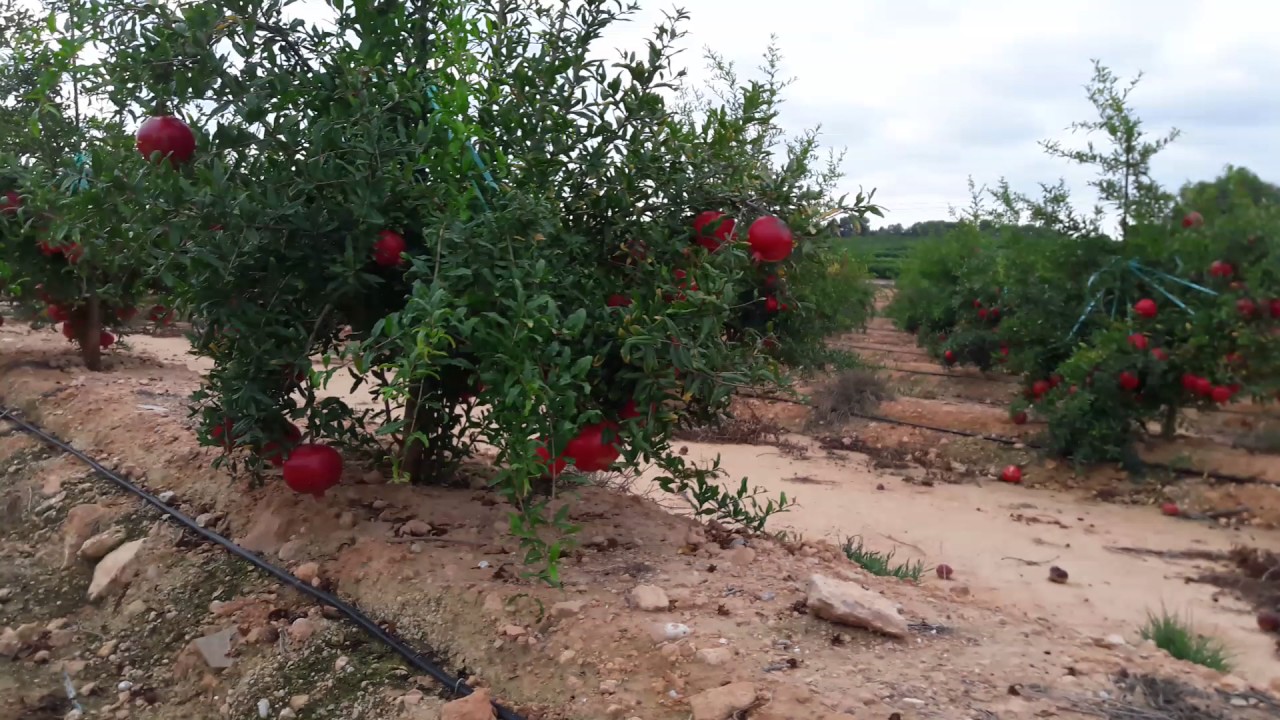 GRANADA WONDERFUL 100-1